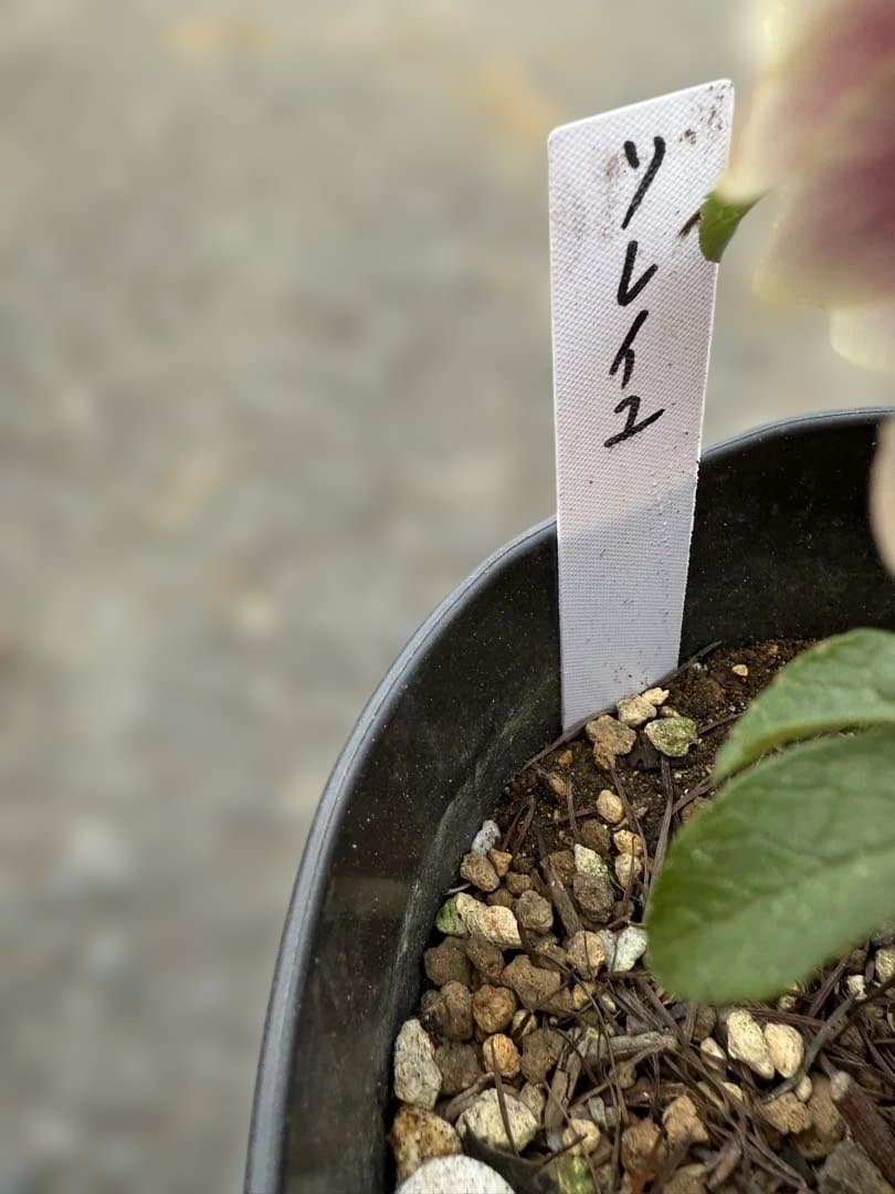 ★札付き★可愛い！ソレイユ　ピンク　ホワイトゴールド覇輪★クリスマスローズ開花株