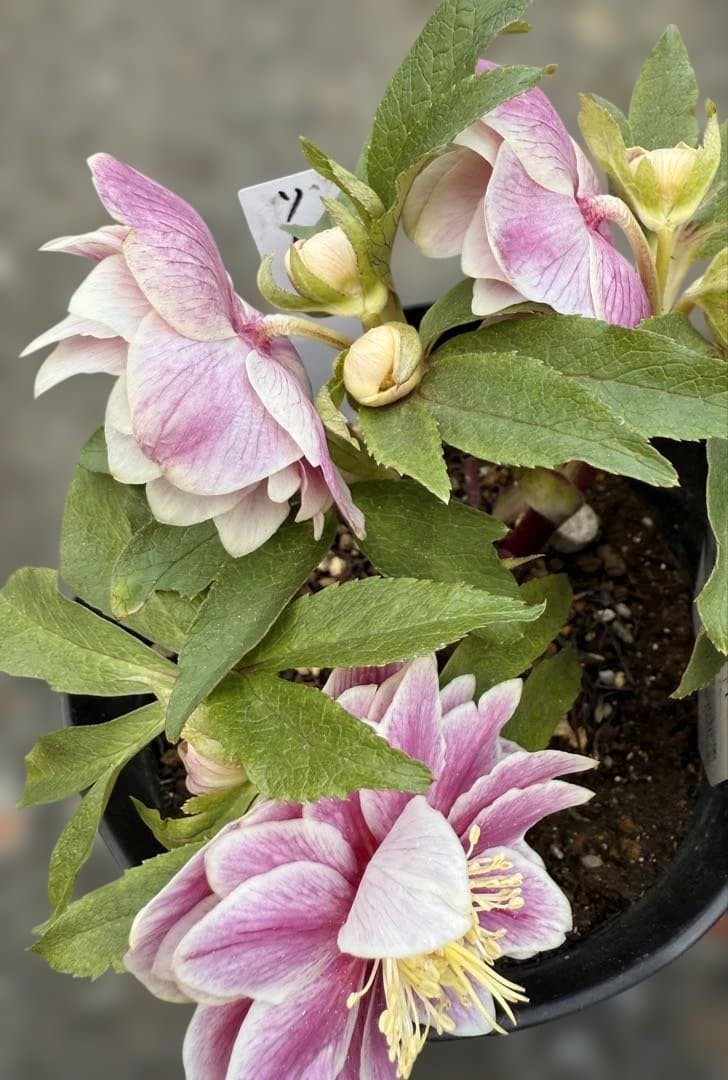 ★札付き★可愛い！ソレイユ　ピンク　ホワイトゴールド覇輪★クリスマスローズ開花株