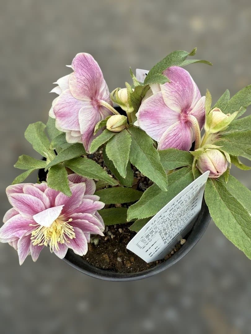 ★札付き★可愛い！ソレイユ　ピンク　ホワイトゴールド覇輪★クリスマスローズ開花株