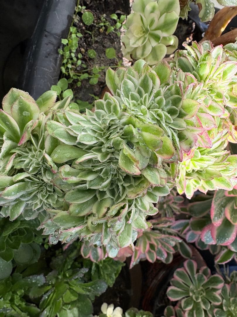 アエオニウム 傾城綴化