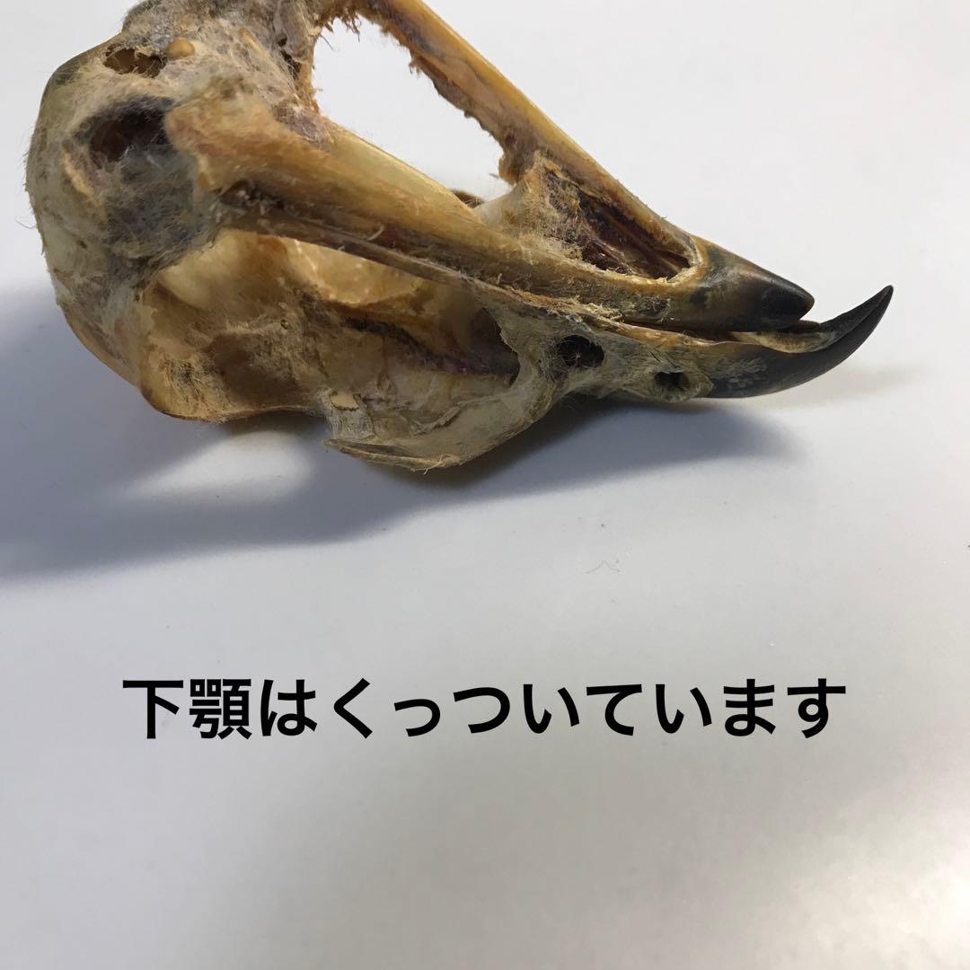 猛禽 頭骨 ワシ タカ