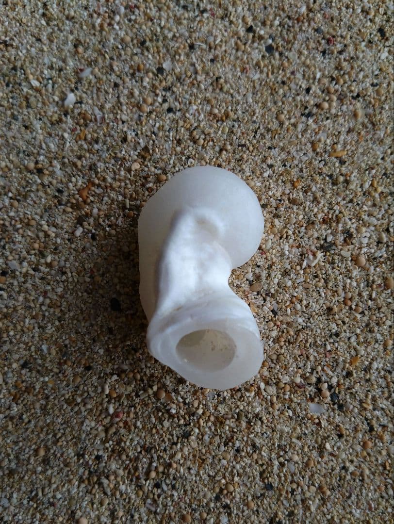 【希少】優美なお姿☆ ケオン パワーストーン 原石 イシカブラ 貝殻 標本 巻貝