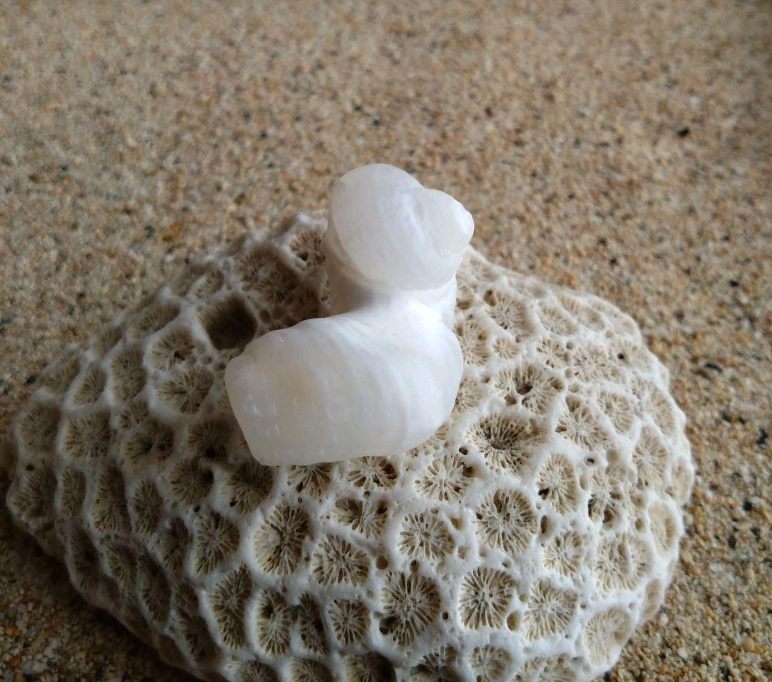 【希少】優美なお姿☆ ケオン パワーストーン 原石 イシカブラ 貝殻 標本 巻貝