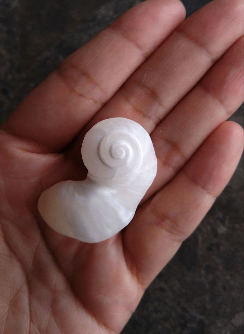 【希少】優美なお姿☆ ケオン パワーストーン 原石 イシカブラ 貝殻 標本 巻貝