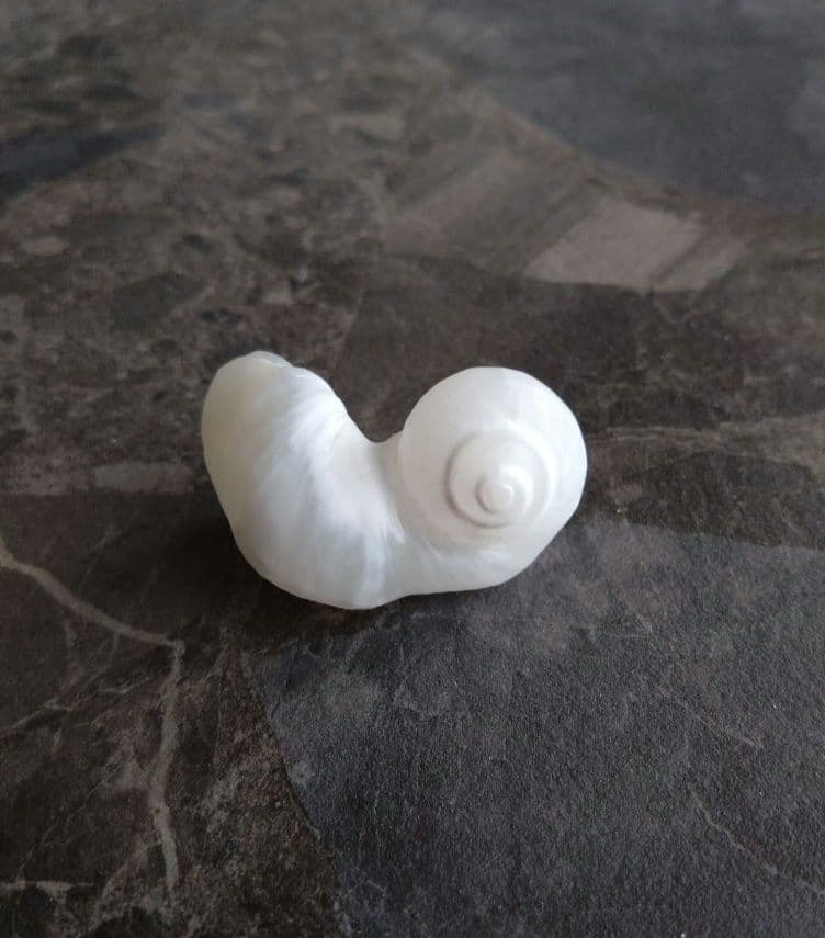 【希少】優美なお姿☆ ケオン パワーストーン 原石 イシカブラ 貝殻 標本 巻貝
