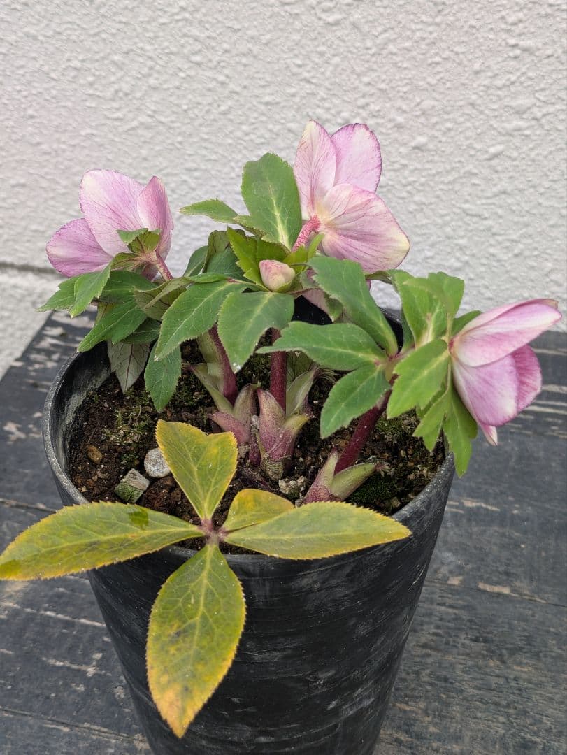 広瀬園芸 クリスマスローズ 【ソレイユ系 リバーシブルsd】 セミダブル