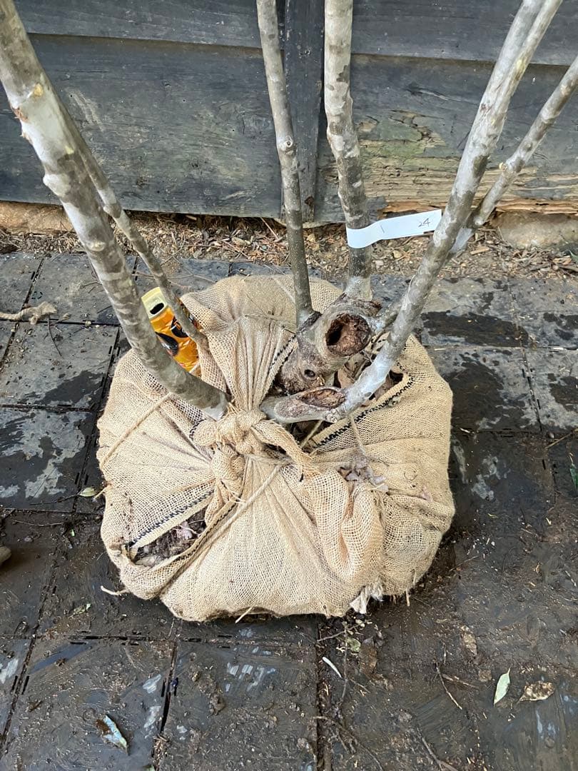 24 山採り　アオダモ