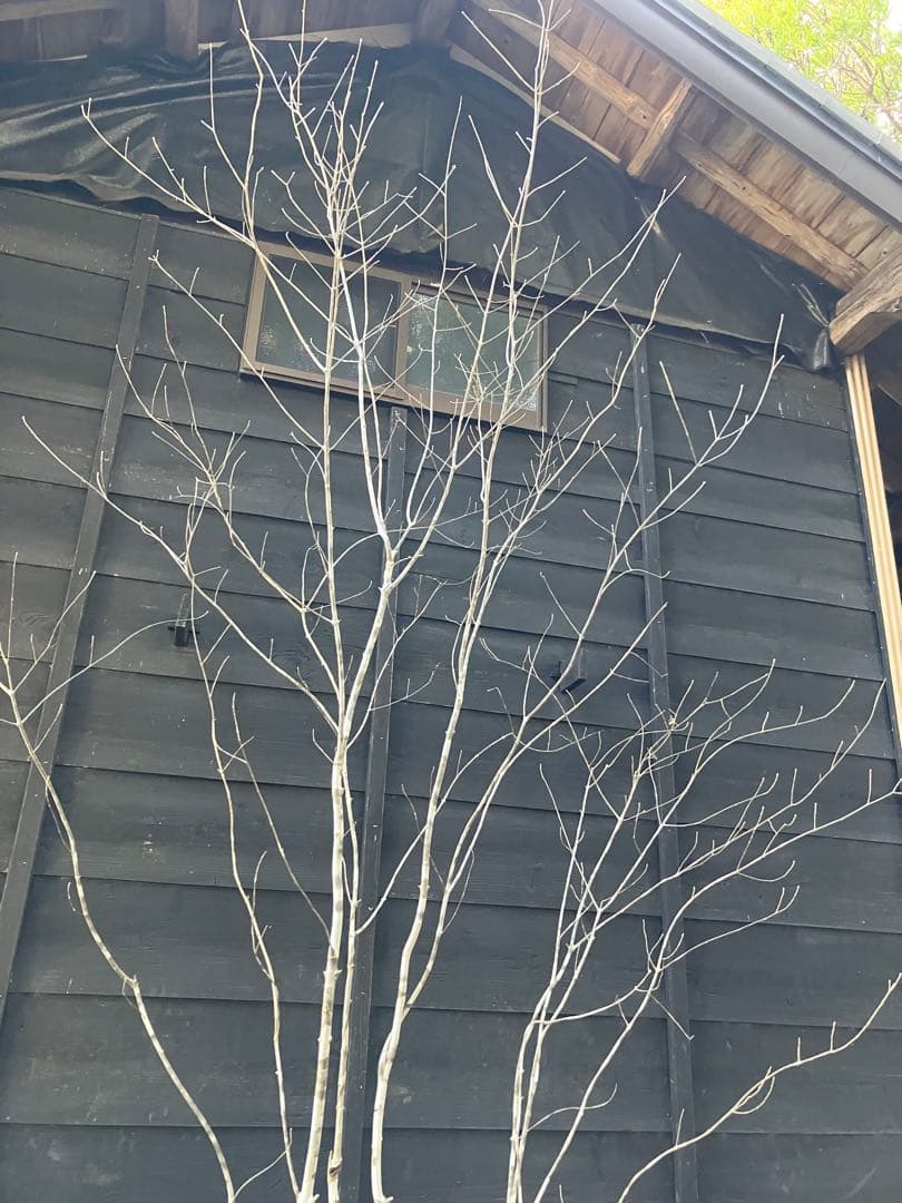 24 山採り　アオダモ