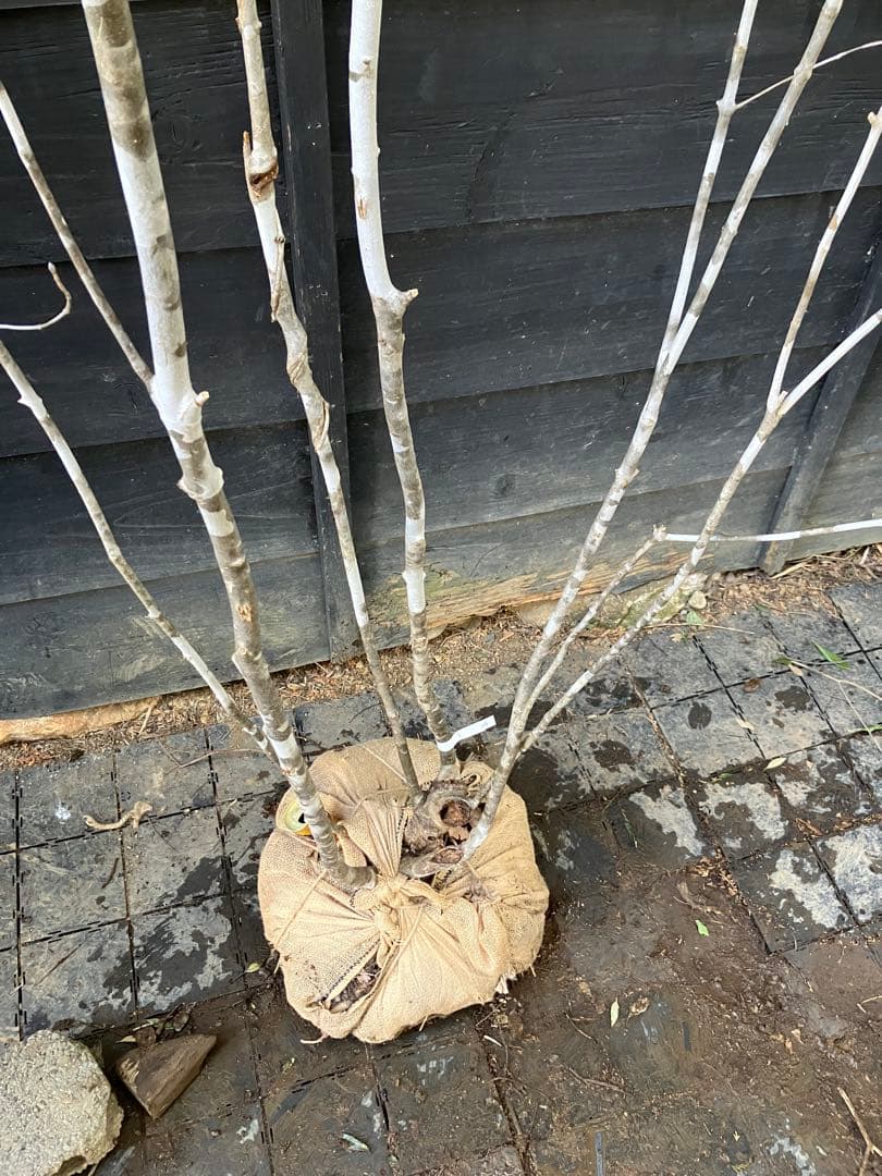 24 山採り　アオダモ