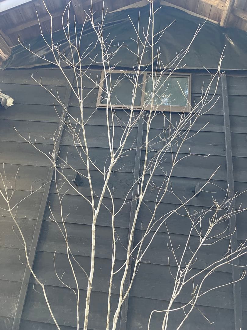 24 山採り　アオダモ