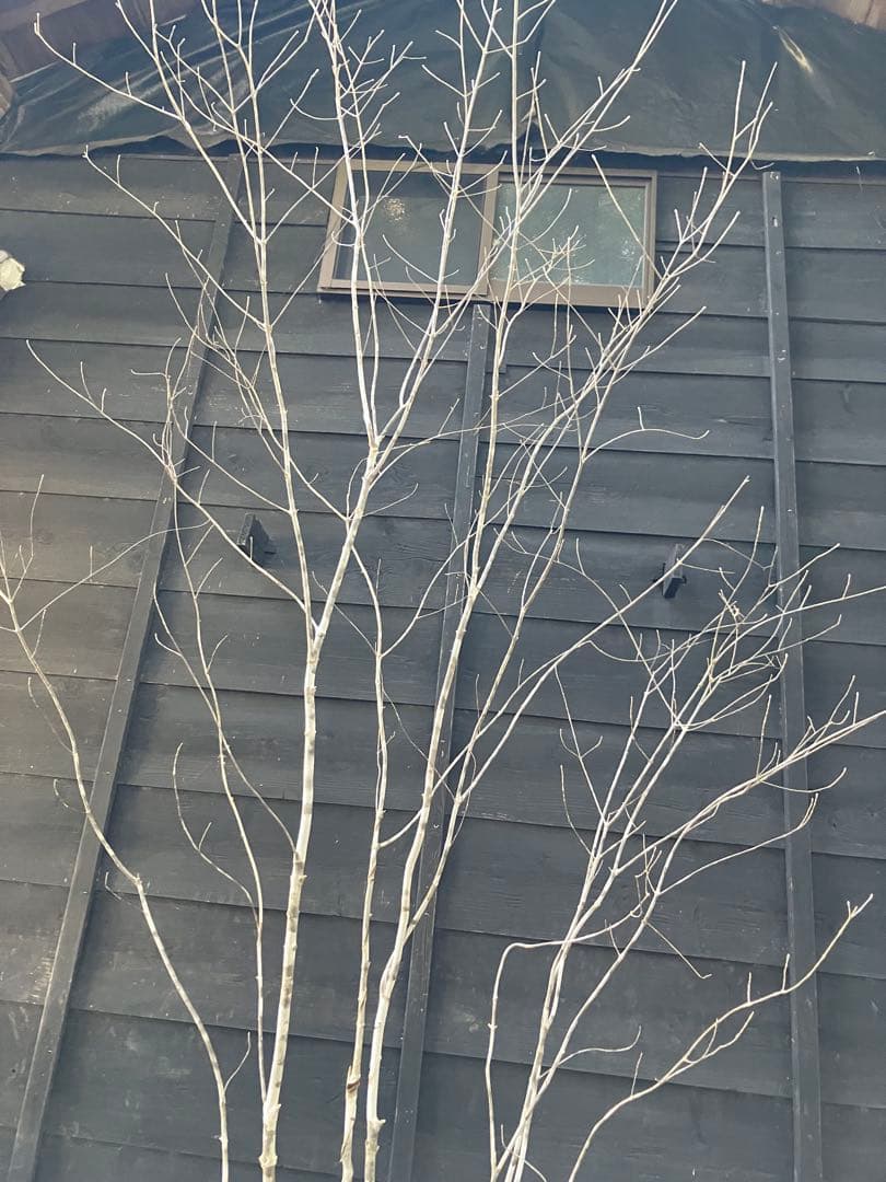 24 山採り　アオダモ