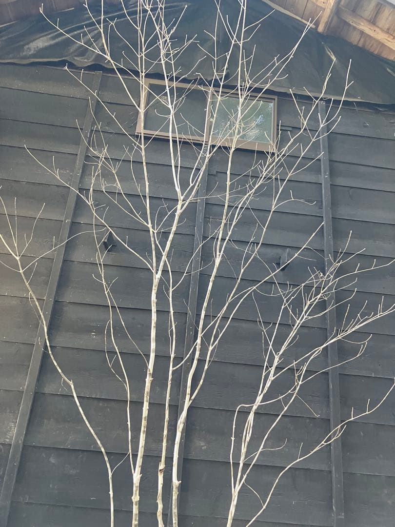 24 山採り　アオダモ