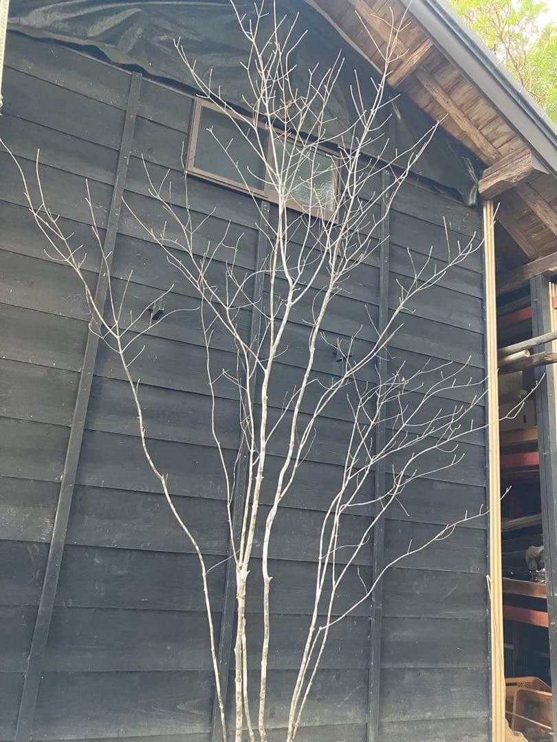 24 山採り　アオダモ