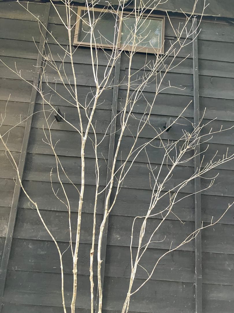 24 山採り　アオダモ