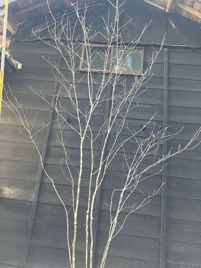 24 山採り　アオダモ