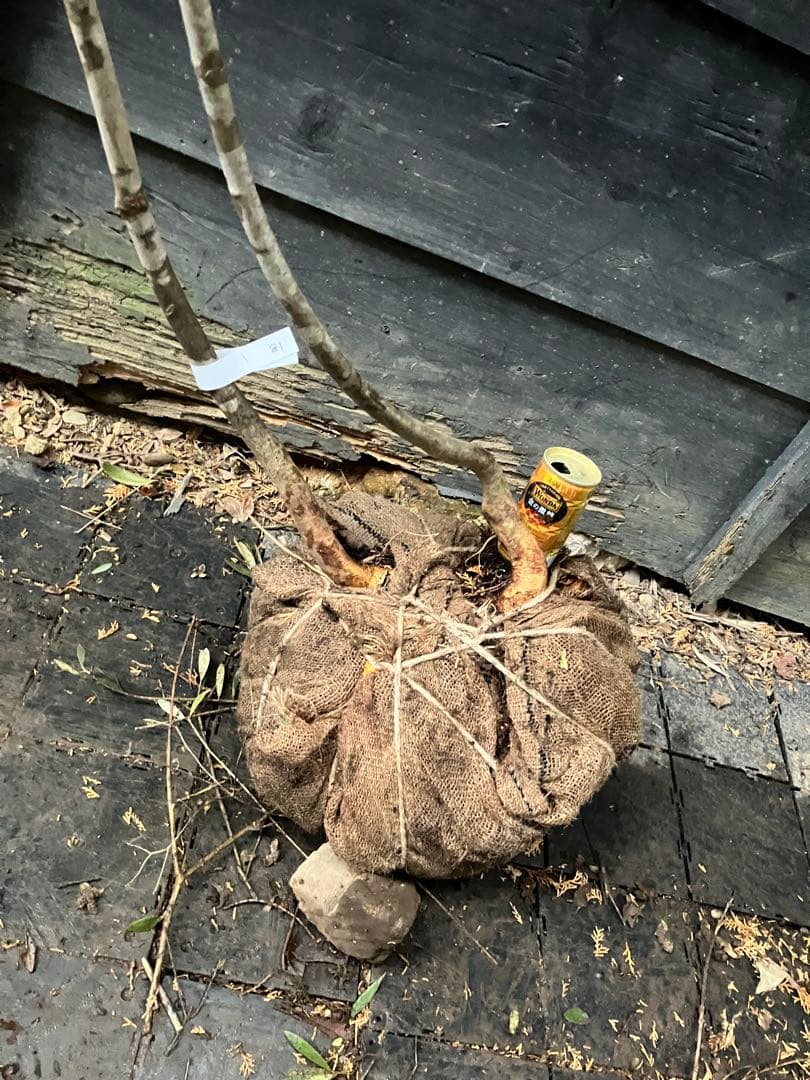 81 山採り　アオダモ