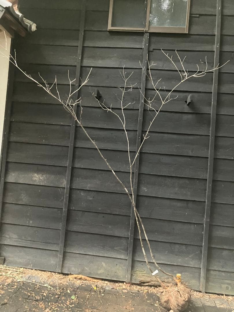 81 山採り　アオダモ