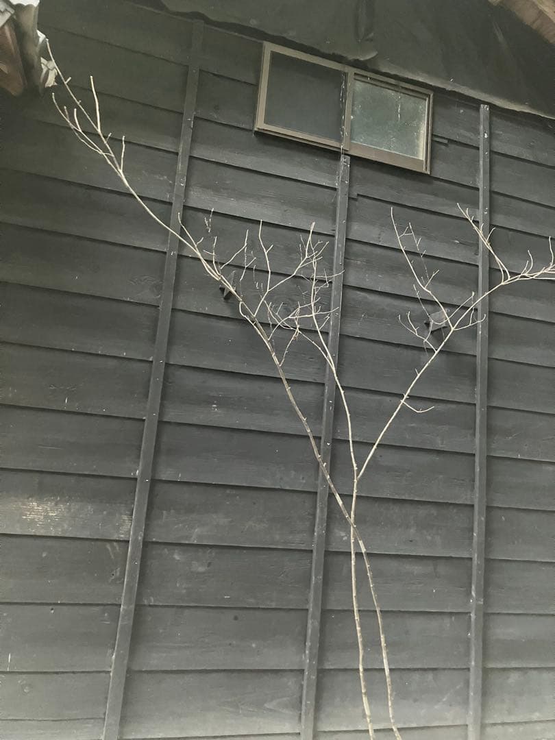 81 山採り　アオダモ