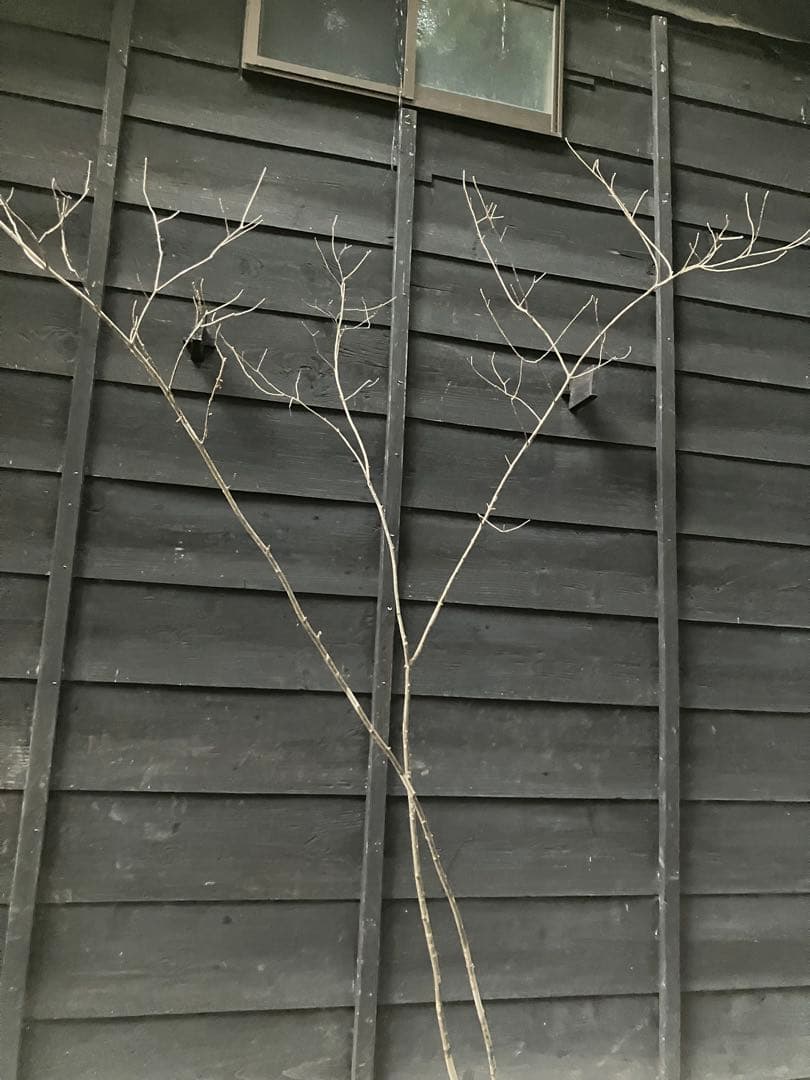 81 山採り　アオダモ