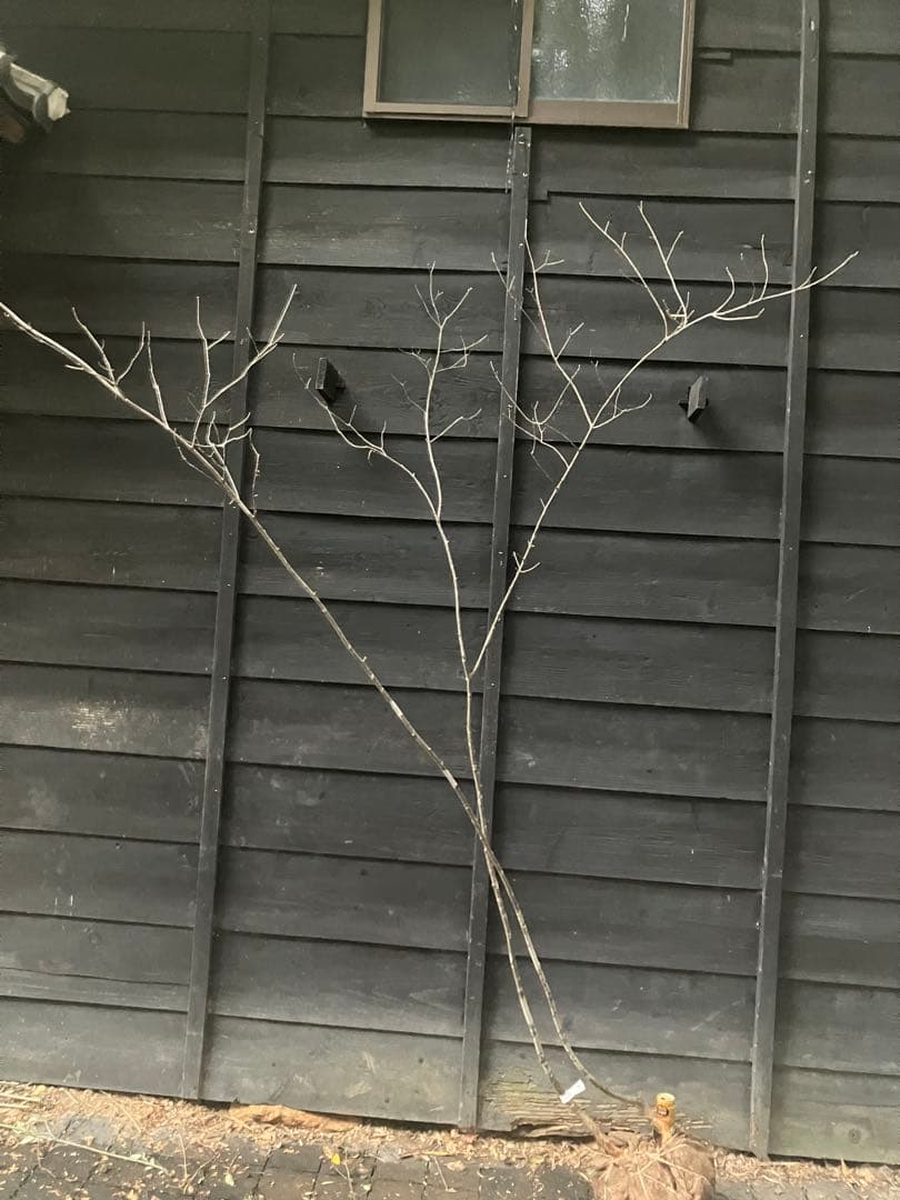 81 山採り　アオダモ