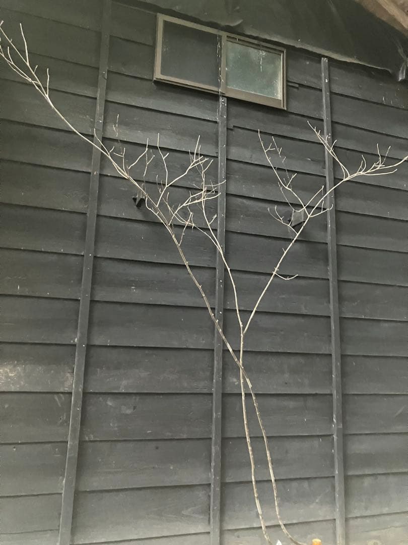 81 山採り　アオダモ