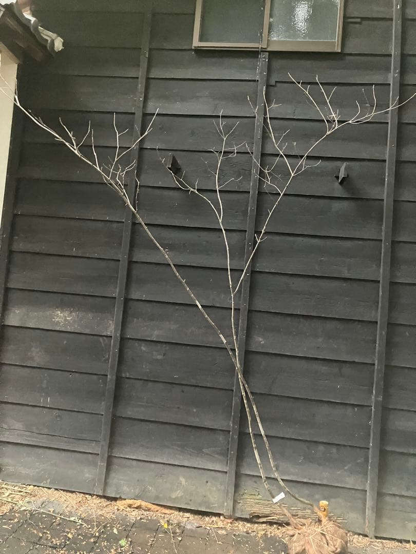 81 山採り　アオダモ