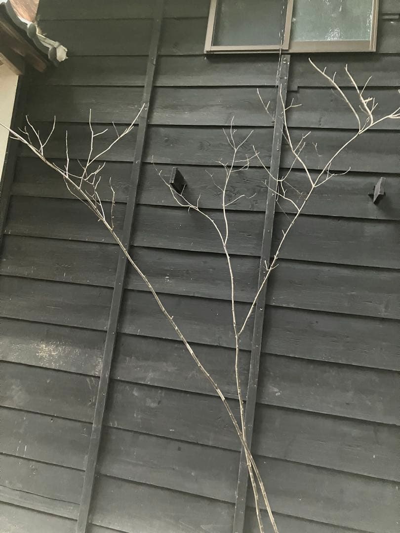 81 山採り　アオダモ