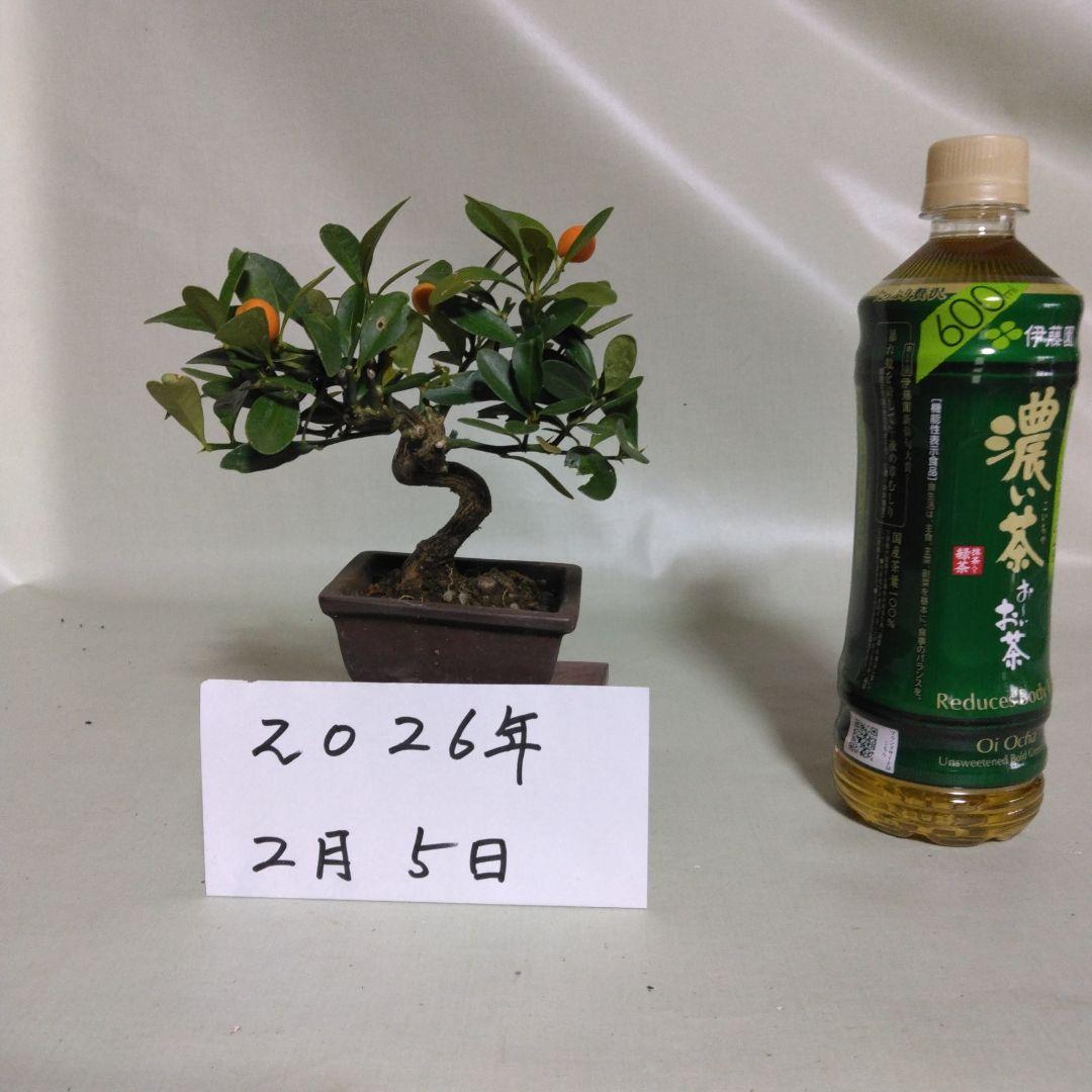 キンズ小品盆栽です。4個実が付いています。黒松盆栽、しんぱく盆栽、五葉松盆栽