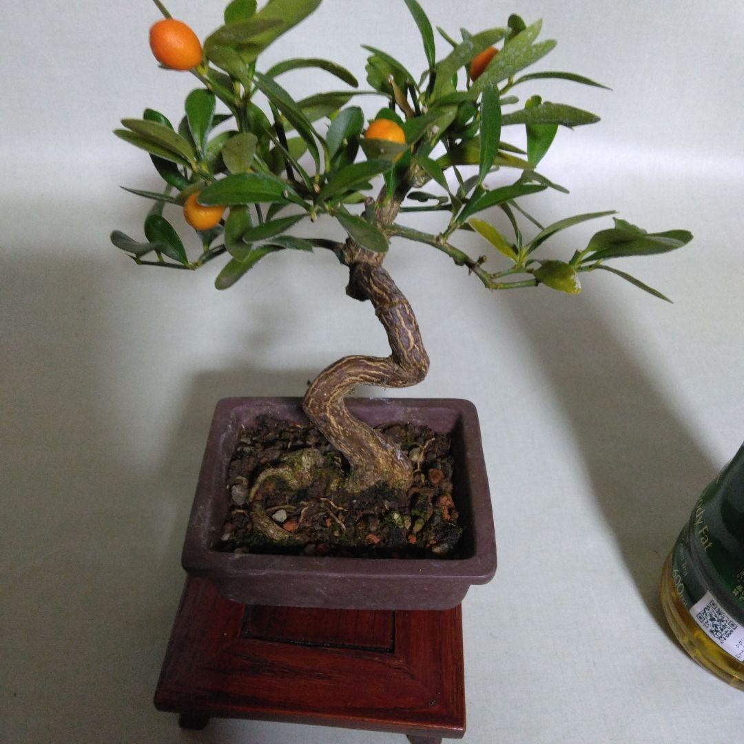 キンズ小品盆栽です。4個実が付いています。黒松盆栽、しんぱく盆栽、五葉松盆栽