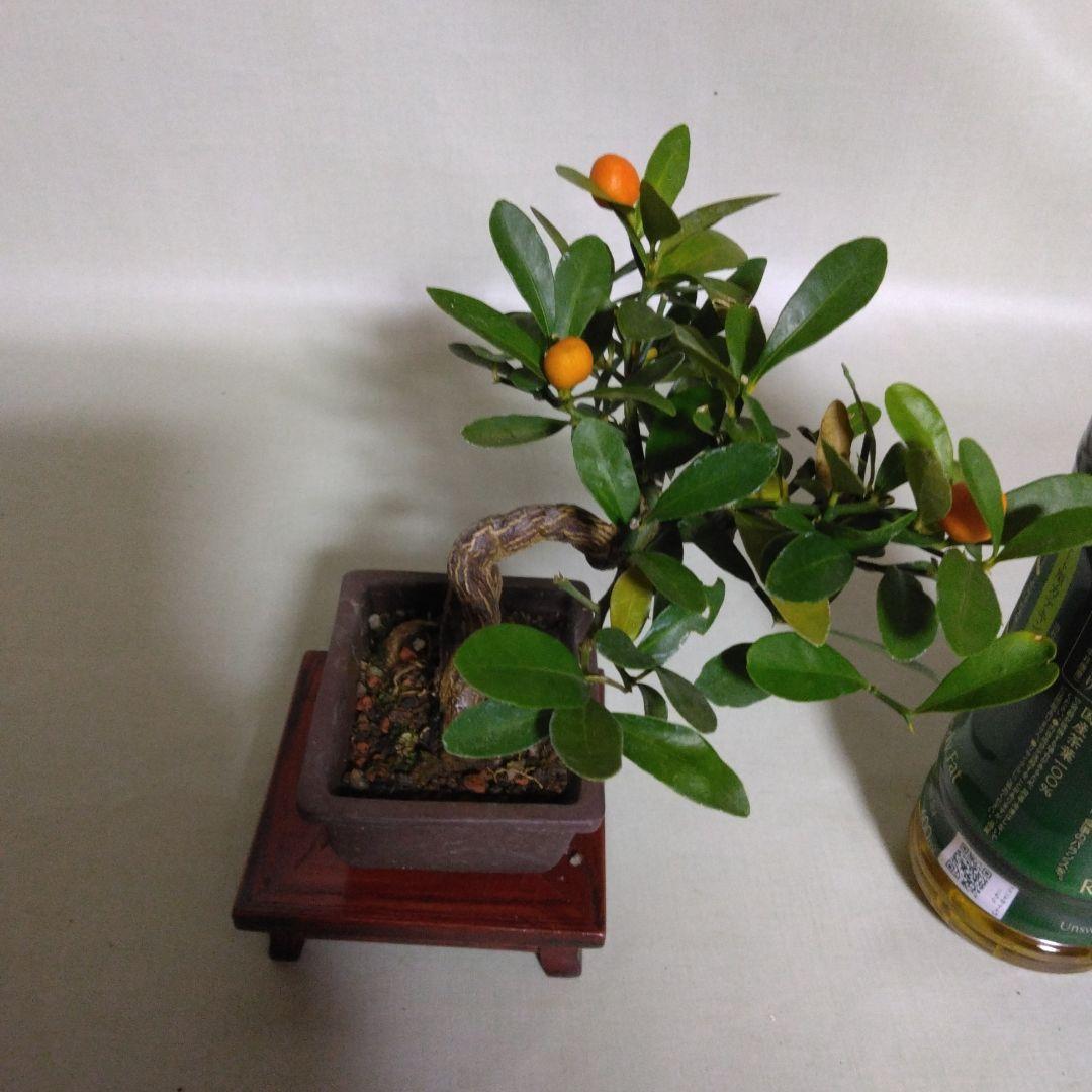 キンズ小品盆栽です。4個実が付いています。黒松盆栽、しんぱく盆栽、五葉松盆栽