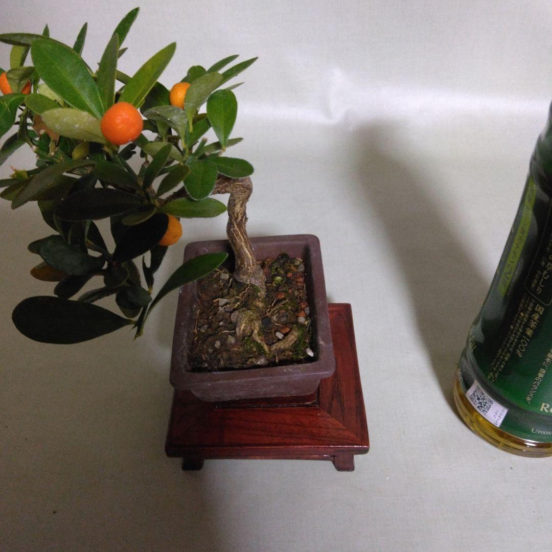 キンズ小品盆栽です。4個実が付いています。黒松盆栽、しんぱく盆栽、五葉松盆栽