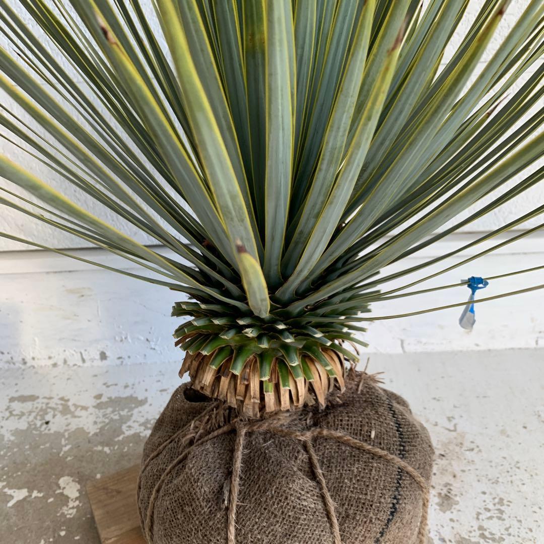 ユッカ　ロストラータ　【耐寒性/ドライガーデン/ロックガーデン 】23