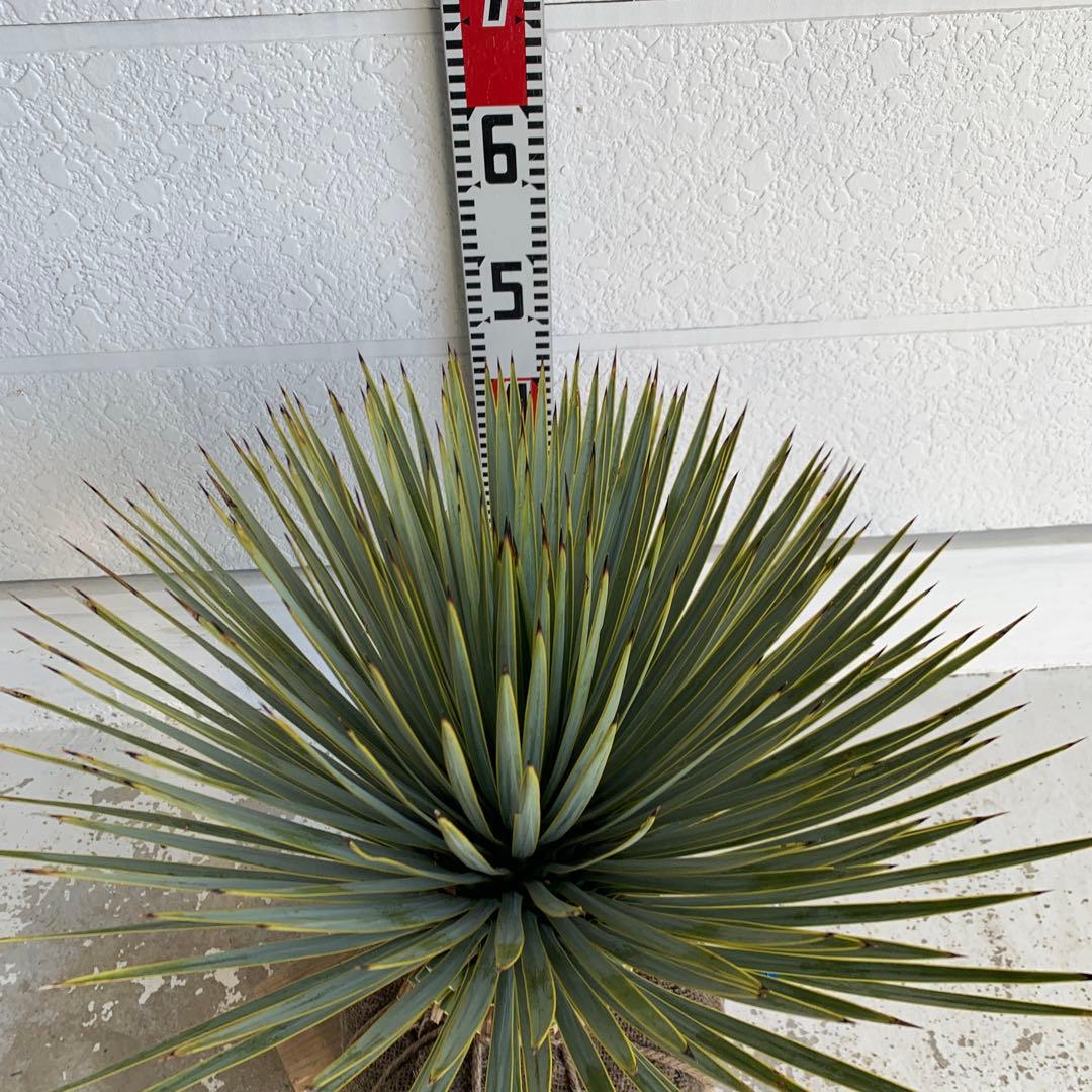 ユッカ　ロストラータ　【耐寒性/ドライガーデン/ロックガーデン 】23