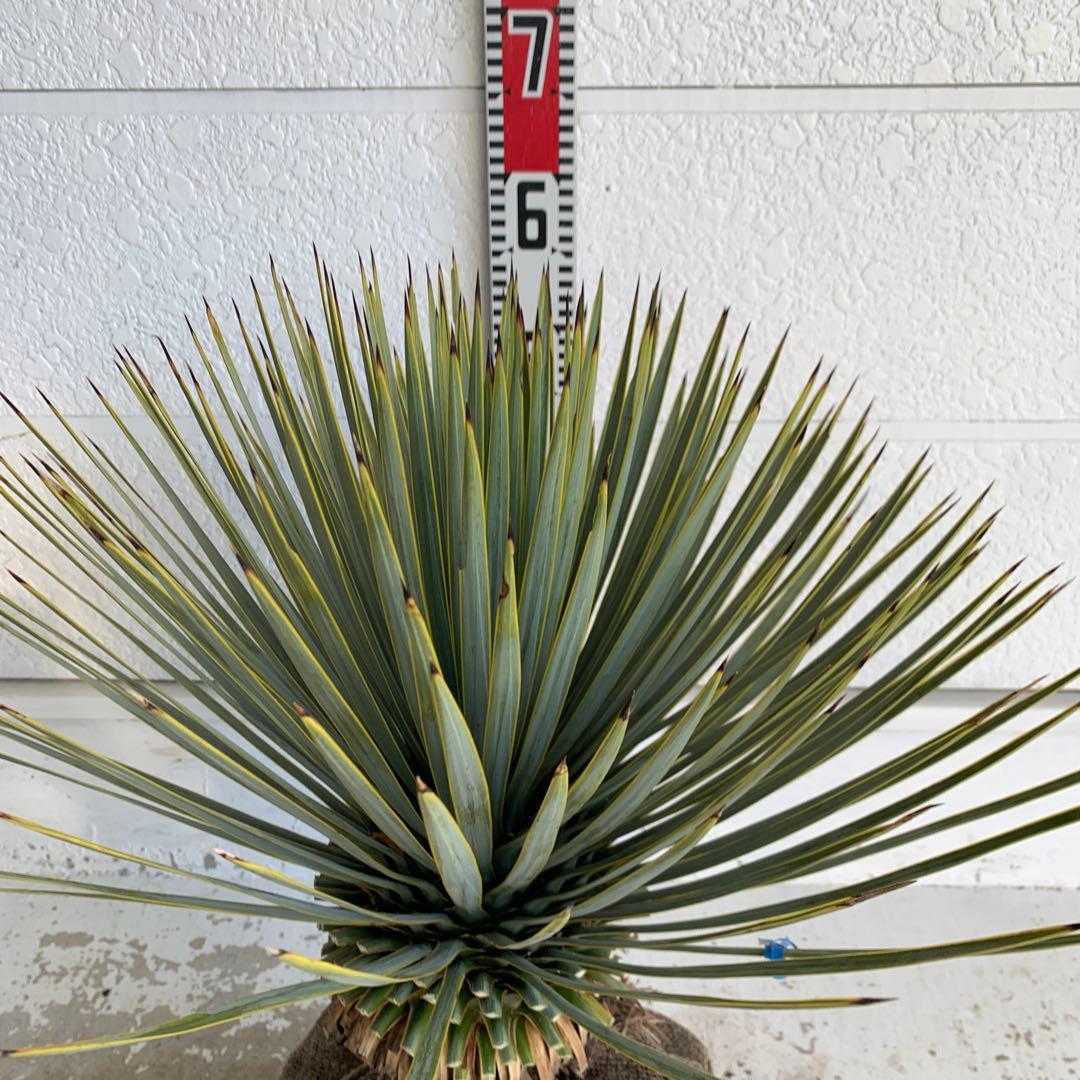 ユッカ　ロストラータ　【耐寒性/ドライガーデン/ロックガーデン 】23