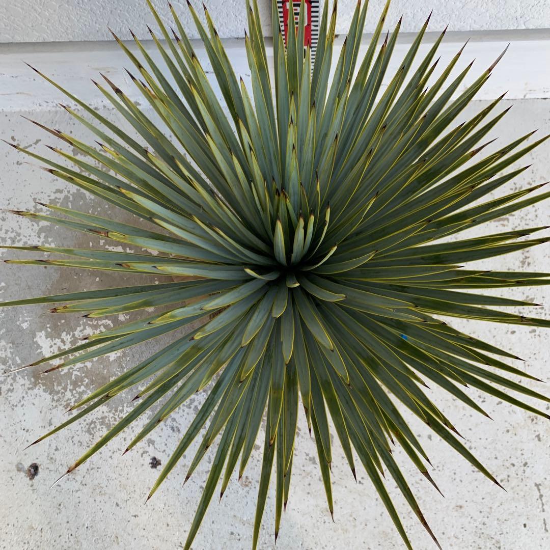 ユッカ　ロストラータ　【耐寒性/ドライガーデン/ロックガーデン 】23