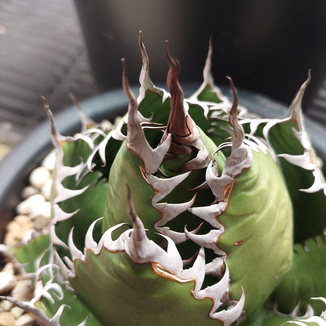 アガベ　ホリダ　陽炎　ボールタイプ　発根済み　鉢ごと発送　メルカリ便　ボタニカル