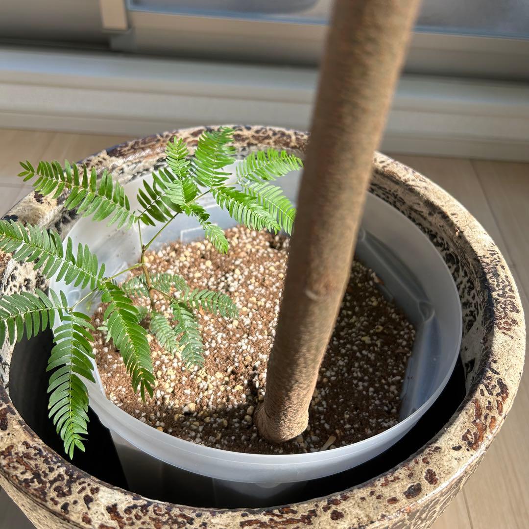 引取限定！【高級鉢カバー付き】大型エバーフレッシュ　観葉植物　曲がり