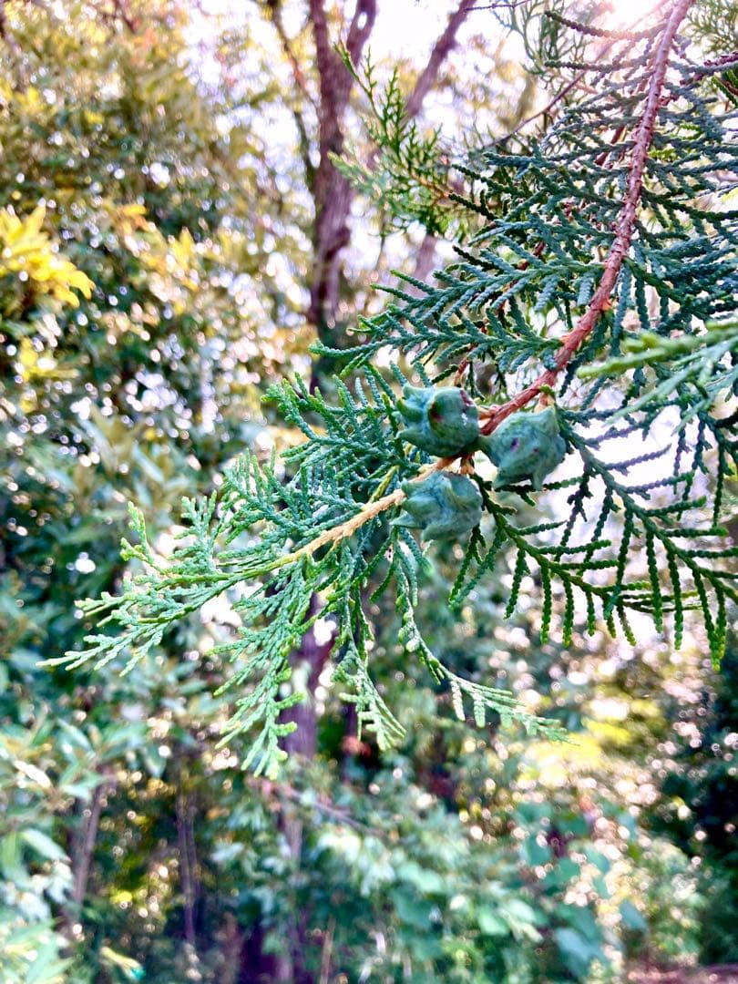 花材に！/天然ヒバ/ヒバぼっくり【金平糖のような可愛い実のついた枝葉】5〜6本