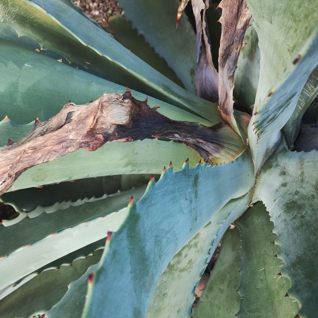 超大型アガベ アリゾニカ 傷葉 葉裂け有、下葉カット 160サイズで梱包