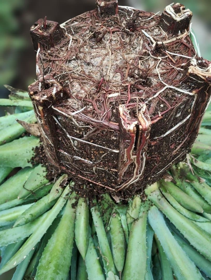 超大型アガベ アリゾニカ 傷葉 葉裂け有、下葉カット 160サイズで梱包