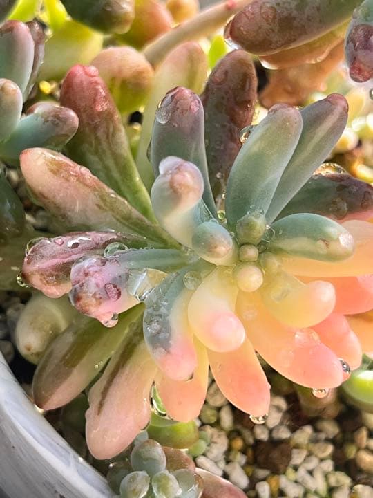 乙女心錦  カット苗➀