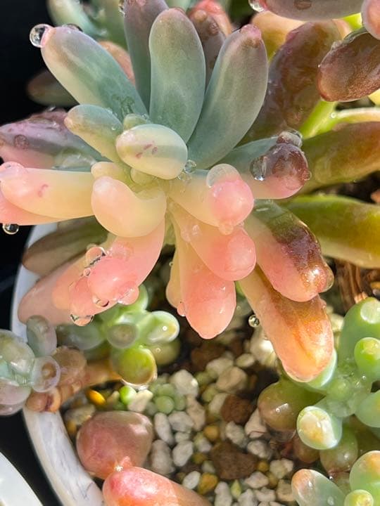 乙女心錦  カット苗➀