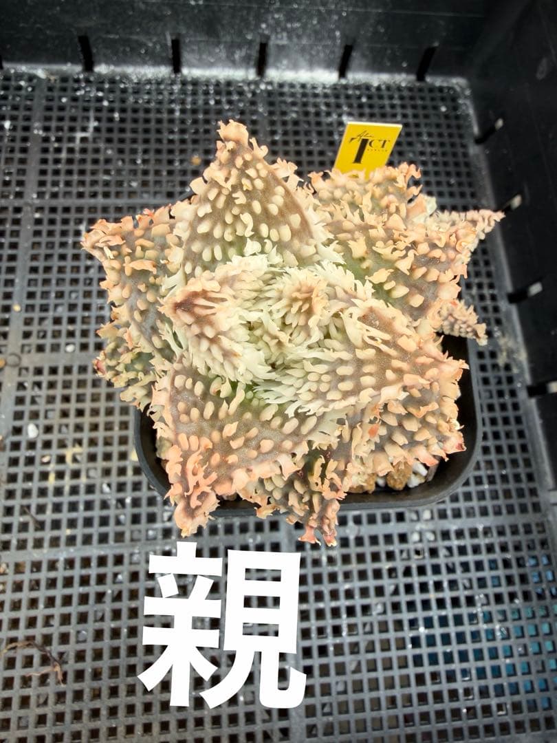 アロエ ハイブリッド Aloe hybrid 子株 第四種 Feー12 - メルカリ