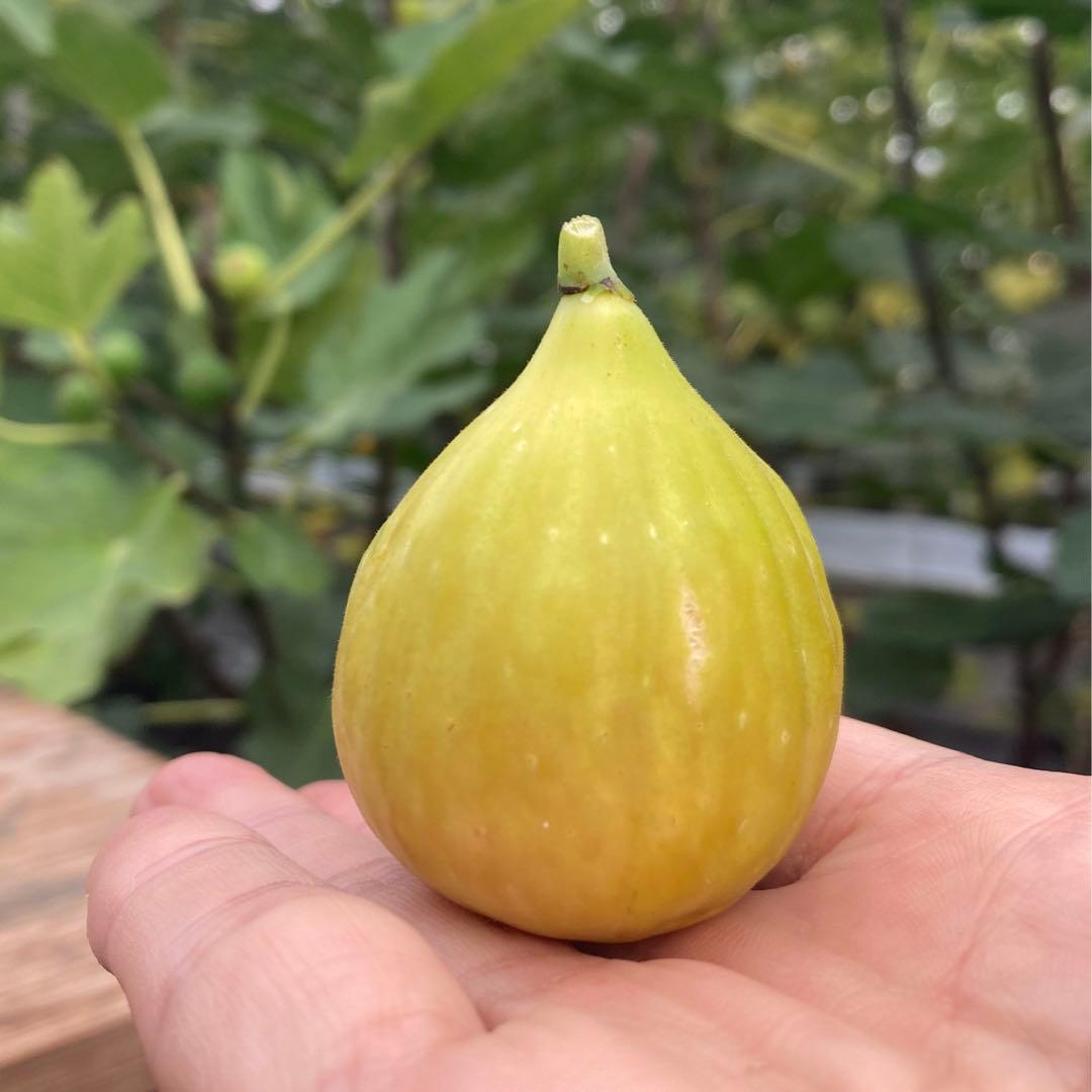 Saint Martin 穂木 イチジク - メルカリ