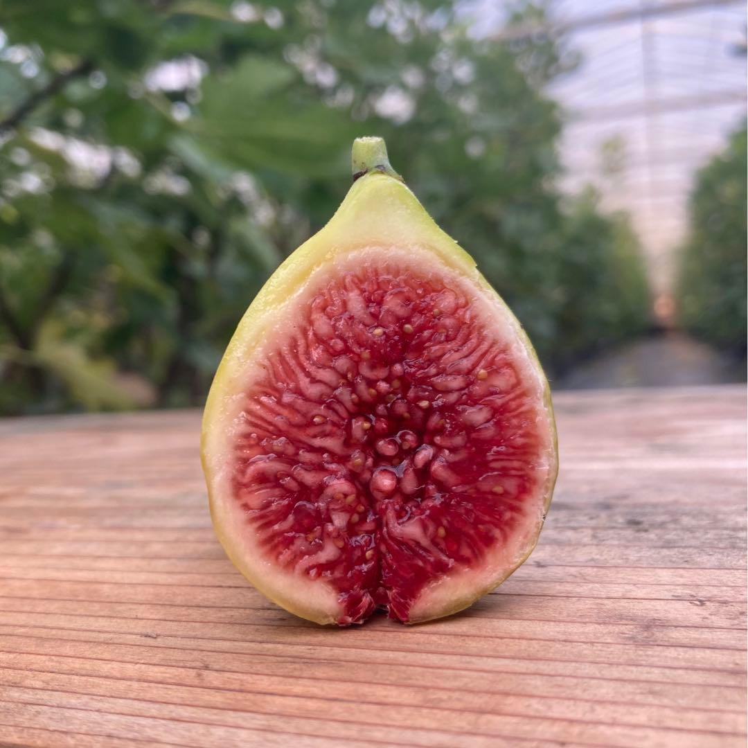 Saint Martin 穂木 イチジク - メルカリ