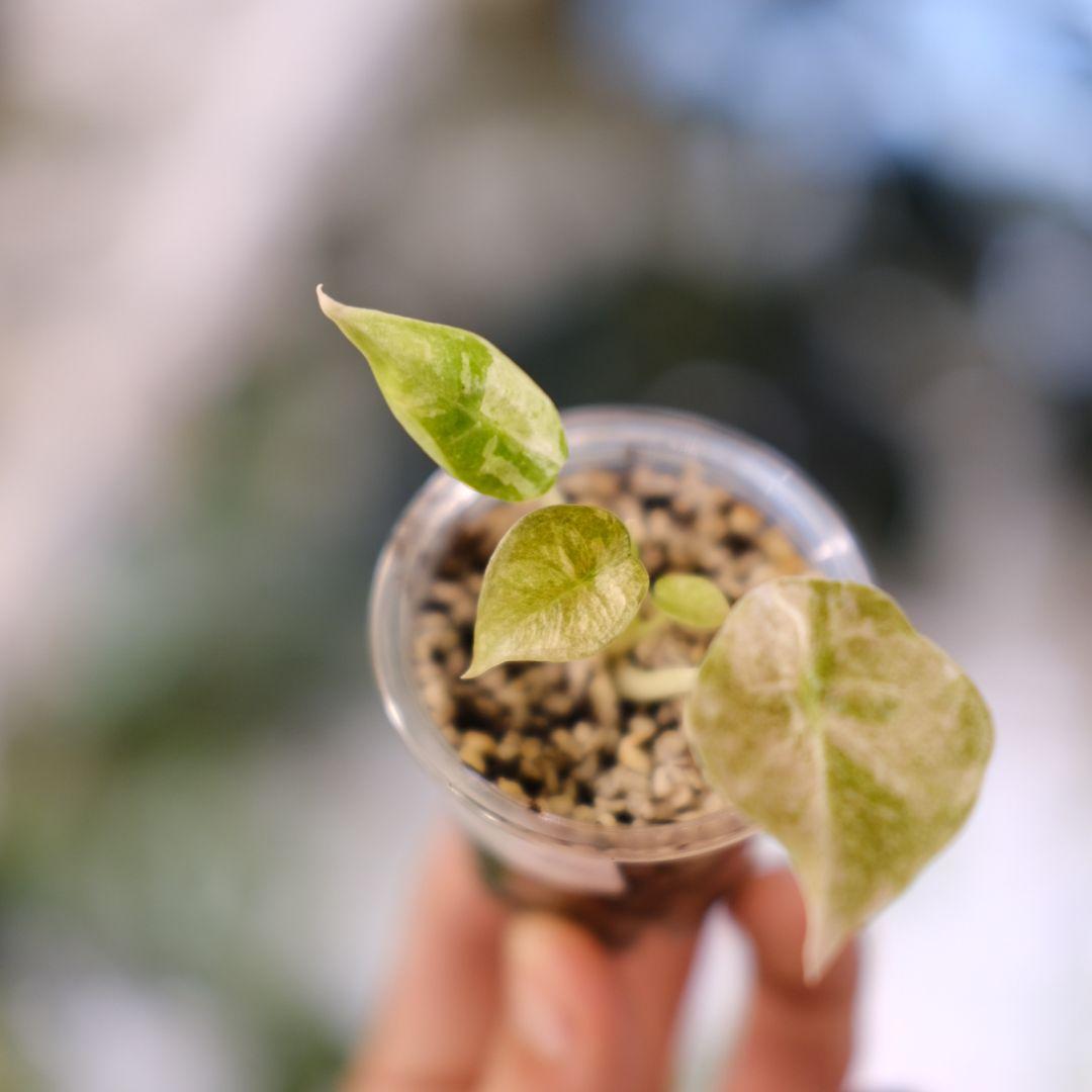 Alocasia cuprea pink var/ アロカシア クプレア ピンク