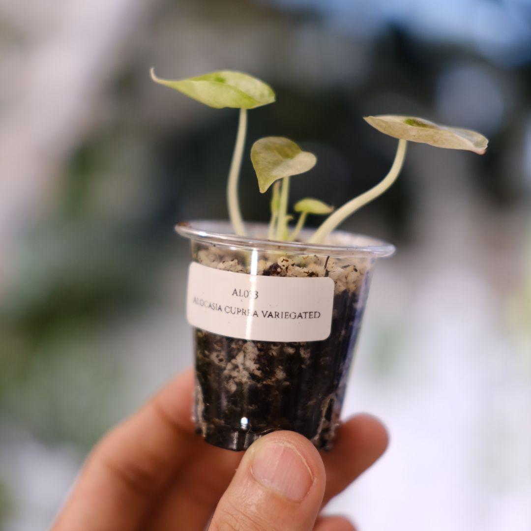 Alocasia cuprea pink var/ アロカシア クプレア ピンク