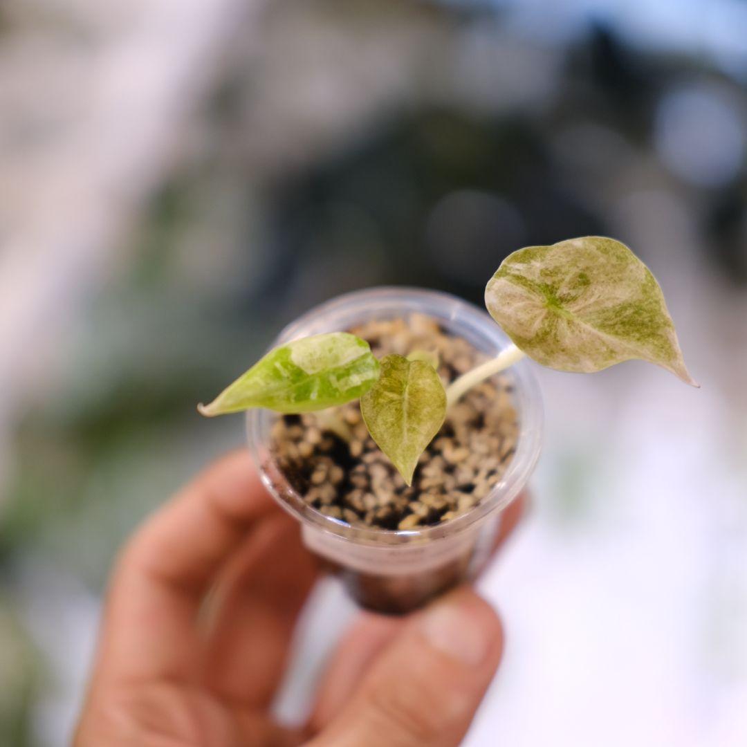 Alocasia cuprea pink var/ アロカシア クプレア ピンク