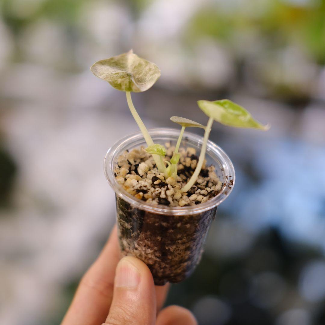 Alocasia cuprea pink var/ アロカシア クプレア ピンク