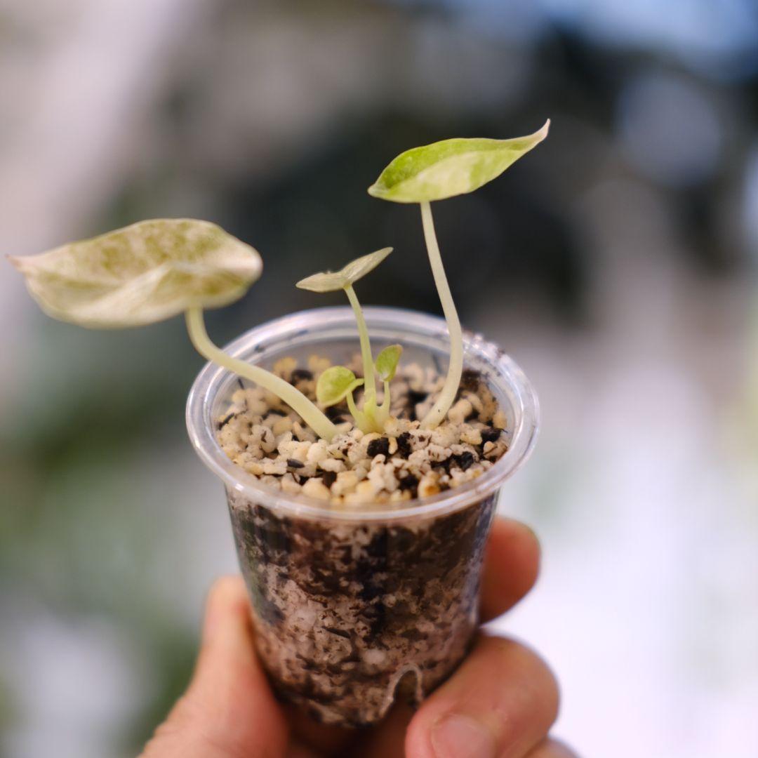 Alocasia cuprea pink var/ アロカシア クプレア ピンク